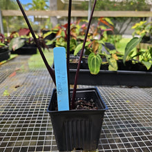 Load image into Gallery viewer, Alocasia Macrorhizza Black Stem, Exact Plant Variegated
