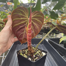 Load image into Gallery viewer, Philodendron Verrucosum Amazon Sunset exact plant, Fedex 2day*
