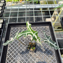 Load image into Gallery viewer, Alocasia Nobilis Pink variegated exact plant, Fedex 2day*
