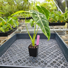 Load image into Gallery viewer, Alocasia Frydek, Exact Plant Variegated Ships Nationwide
