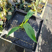 Load image into Gallery viewer, Philodendron Panduriforme, Exact Plant Ships Nationwide
