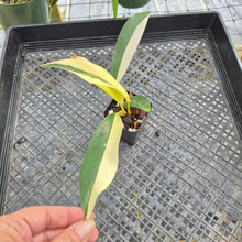 Load image into Gallery viewer, Philodendron Wend Imbe, Exact Plant Variegated Ships Nationwide
