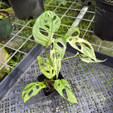 Load image into Gallery viewer, Monstera Adansonii Mint "Indonesia", Exact Plant Variegated Ships Nationwide
