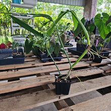 Load image into Gallery viewer, Philodendron Holtonianum, Exact Plant Ships Nationwide
