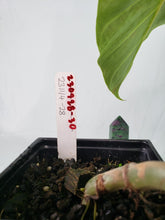 Load image into Gallery viewer, Pseudoverrucosum Croat, Exact Plant, Philodendron
