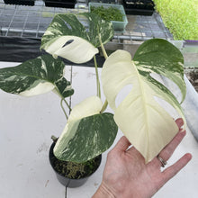 Load image into Gallery viewer, Monstera Borsigiana Albo Deliciosa Variegated exact plant, Fedex 2day*
