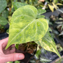 Load image into Gallery viewer, Anthurium Clarinervium Variegated 2.5" pot, Fedex 2day*
