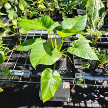 Load image into Gallery viewer, Philodendron Giganteum, Exact Plant Variegated Ships Nationwide
