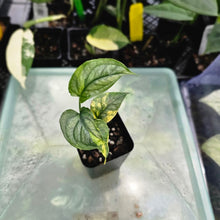 Load image into Gallery viewer, Monstera Siltepecana, Exact Plant Variegated Ships Nationwide
