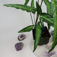 Load image into Gallery viewer, Syngonium Angustatum Little Star 4&quot; pot, Fedex 2 day*
