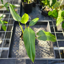 Load image into Gallery viewer, Philodendron Sagittifolium, Tuxtlanum Rubra, Exact Plant Ships Nationwide
