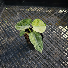 Load image into Gallery viewer, Alocasia Ninja, Exact Plant Variegated Ships Nationwide
