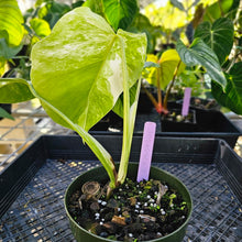 Load image into Gallery viewer, Monstera Borsigiana Albo Deliciosa, Exact Plant Variegated Ships Nationwide
