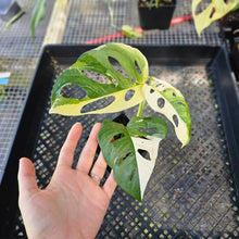 Load image into Gallery viewer, Monstera Adansonii Albo Tricolor, Exact Plant Variegated Ships Nationwide
