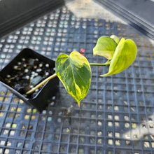 Load image into Gallery viewer, Philodendron Hederaceum Micans Aurea, Exact Plant Variegated Ships Nationwide
