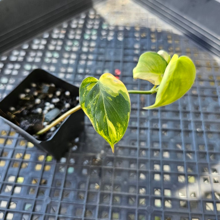 Philodendron Hederaceum Micans Aurea, Exact Plant Variegated Ships Nationwide