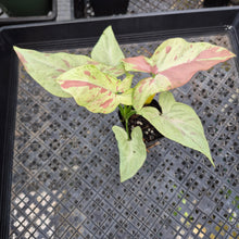 Load image into Gallery viewer, Syngonium Strawberry Milk, Exact Plant Variegated Ships Nationwide
