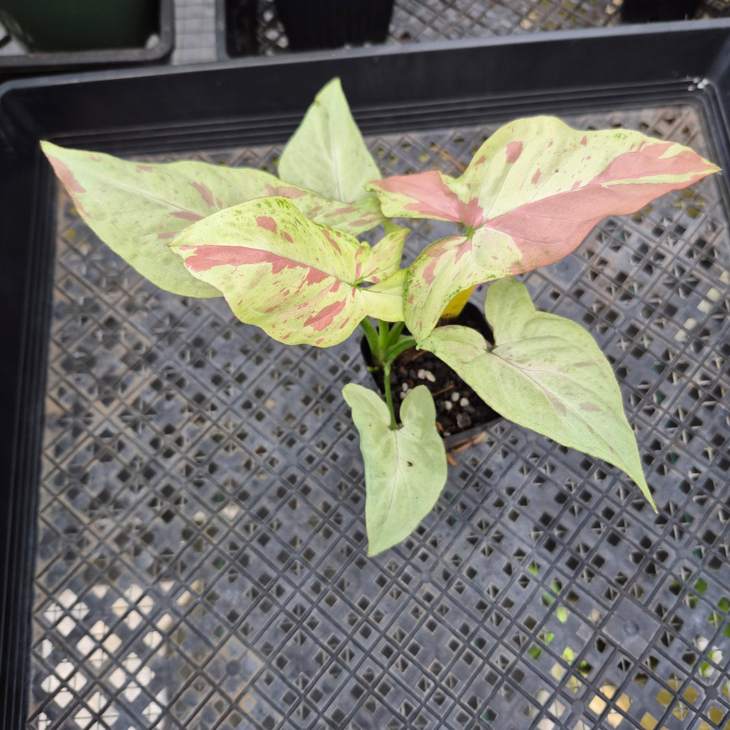 Syngonium Strawberry Milk, Exact Plant Variegated Ships Nationwide