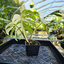 Load image into Gallery viewer, Monstera Borsigiana Albo Deliciosa, Exact Plant Variegated
