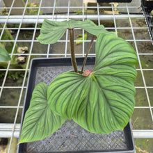 Load image into Gallery viewer, Philodendron Plowmanii exact plant, Fedex 2day*
