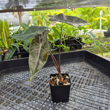 Load image into Gallery viewer, Alocasia Longiloba Black Satun Pink Bone, Exact Plant Ships Nationwide
