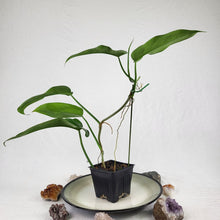 Load image into Gallery viewer, Philodendron Jerry Horne, Exact Plant Ships Nationwide
