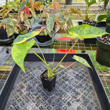 Load image into Gallery viewer, Alocasia Macrorrhiza Schock Treatment, Exact Plant Variegated Ships Nationwide
