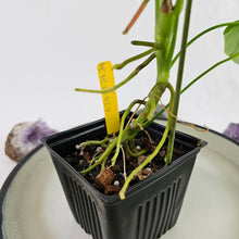 Load image into Gallery viewer, Anthurium Balaoanum &quot;Dussii&quot;, Exact Plant Ships Nationwide
