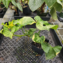 Load image into Gallery viewer, Syngonium Mango Allusion, Orm Thong, Exact Plant Variegated Ships Nationwide
