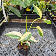 Load image into Gallery viewer, Scindapsus Blue Albo, Exact Plant Variegated Ships Nationwide
