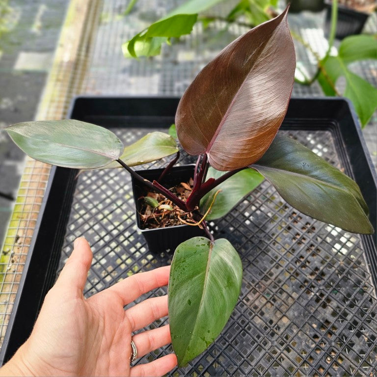 Philodendron Royal Queen, Exact Plant Ships Nationwide