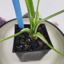 Load image into Gallery viewer, Alocasia Odora, Okinawa Silver, Exact Plant Variegated
