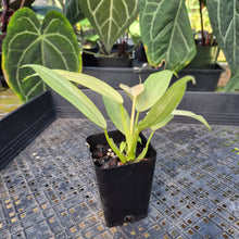 Load image into Gallery viewer, Philodendron Whipple Way, Exact Plant Variegated Ships Nationwide
