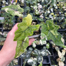 Load image into Gallery viewer, Alocasia Jacklyn Aurea variegated 2.5" pot, Fedex 2day*
