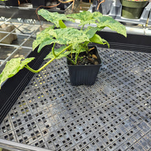 Load image into Gallery viewer, Syngonium Mojito, Exact Plant Variegated Ships Nationwide
