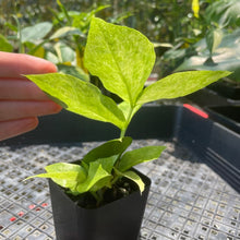 Load image into Gallery viewer, Zamioculcas Zamiifolia Wild Form ZZ, Exact Plant Variegated Ships Nationwide
