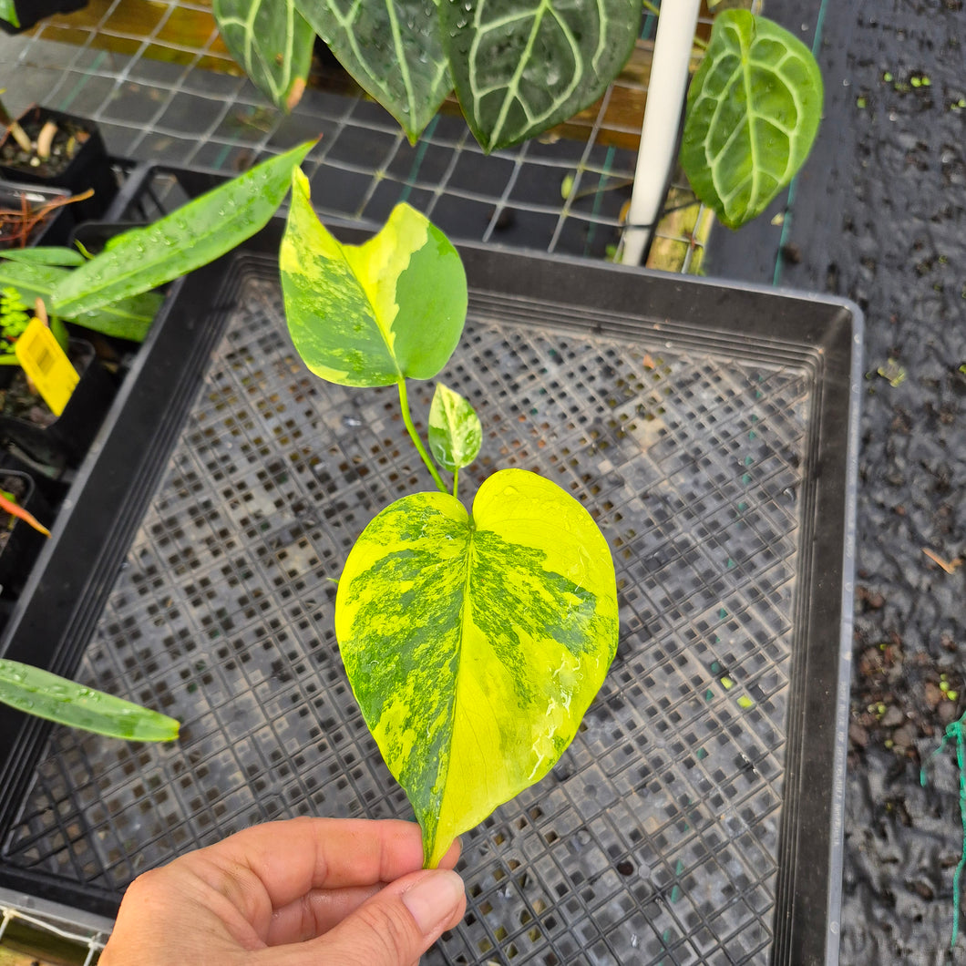 Monstera marilyn variegated, Exact Plant Ships Nationwide.