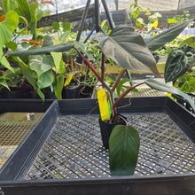Load image into Gallery viewer, Philodendron Dark Lord, Exact Plant Ships Nationwide
