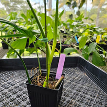 Load image into Gallery viewer, Philodendron Holtonianum, Exact Plant Ships Nationwide

