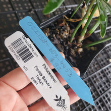 Load image into Gallery viewer, Philodendron Florida Beauty X Tortum, Exact Plant green Form Ships Nationwide
