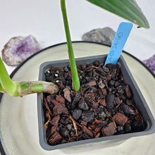 Load image into Gallery viewer, Rhaphidophora Decursiva, Exact Plant Dragon Tail Ships Nationwide
