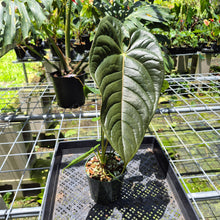 Load image into Gallery viewer, Anthurium Moodeanum x Veitchii, exact plant, Fedex 2day*
