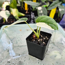 Load image into Gallery viewer, Syngonium Chiapense, Exact Plant Variegated Ships Nationwide
