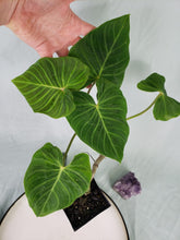 Load image into Gallery viewer, Pseudoverrucosum Croat, Exact Plant, Philodendron
