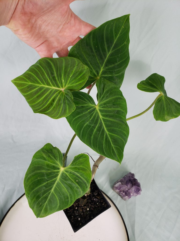 Pseudoverrucosum Croat, Exact Plant, Philodendron