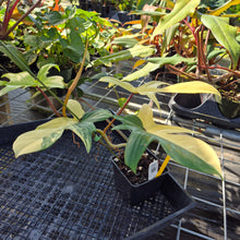 Load image into Gallery viewer, Philodendron Florida Beauty, Exact Plant Variegated Ships Nationwide
