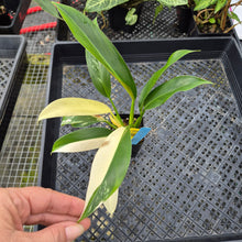 Load image into Gallery viewer, Philodendron Wend Imbe, Exact Plant Variegated Ships Nationwide
