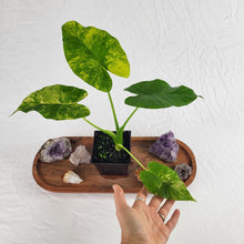 Load image into Gallery viewer, Alocasia Gageana Aurea, Exact Plant Variegated
