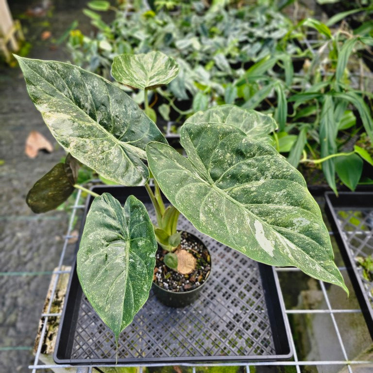 Alocasia Wentii, Exact Plant Variegated Large