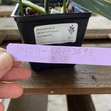 Load image into Gallery viewer, Philodendron Melanochrysum Variegated exact plant, Fedex 2day*
